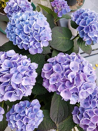 Hortensie - Hydrangea