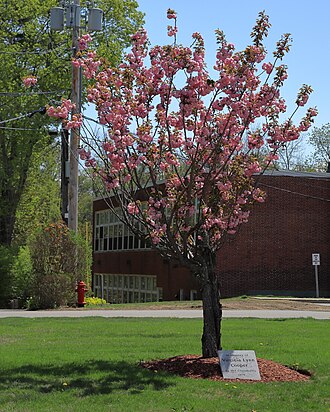 Virginia Lynn Cooper Memorial Tree