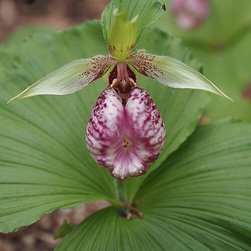 Cypripedium japonicum