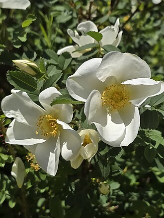 Weiße Heckenrosenblüten