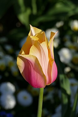 Tulip in the botanical garden in Munich