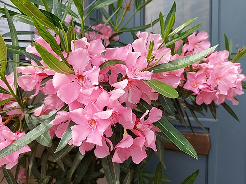Nerium Oleander pink