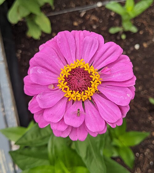 Violet Zinnia & Hoverfly (Syrphidae)