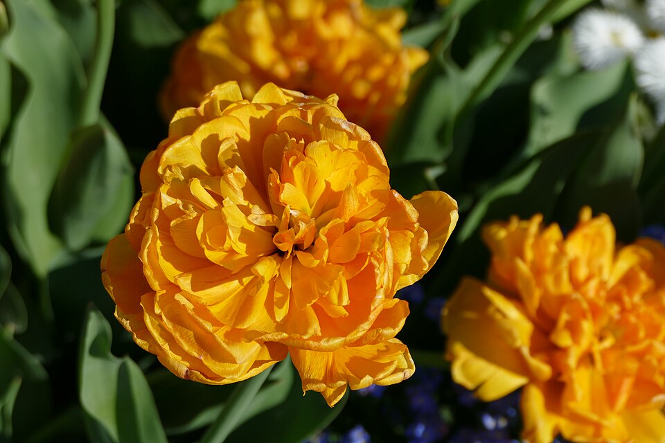 Tulip in the botanical garden in Munich