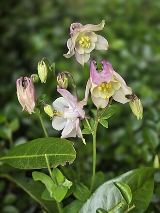 Akeleiblüten