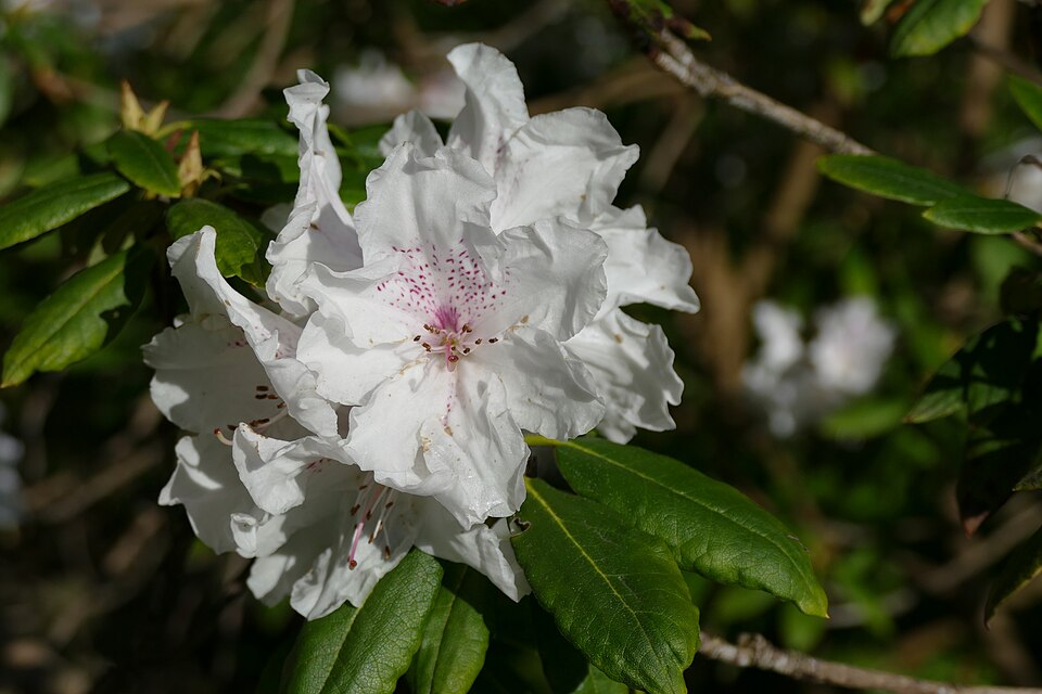 Rhododendron flower in the botanical garden in Munich