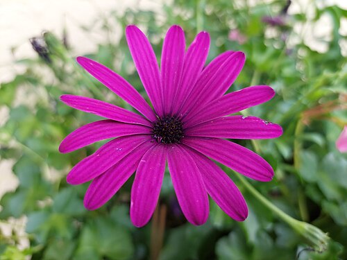 Stern-Anemone - Anemone hortensis