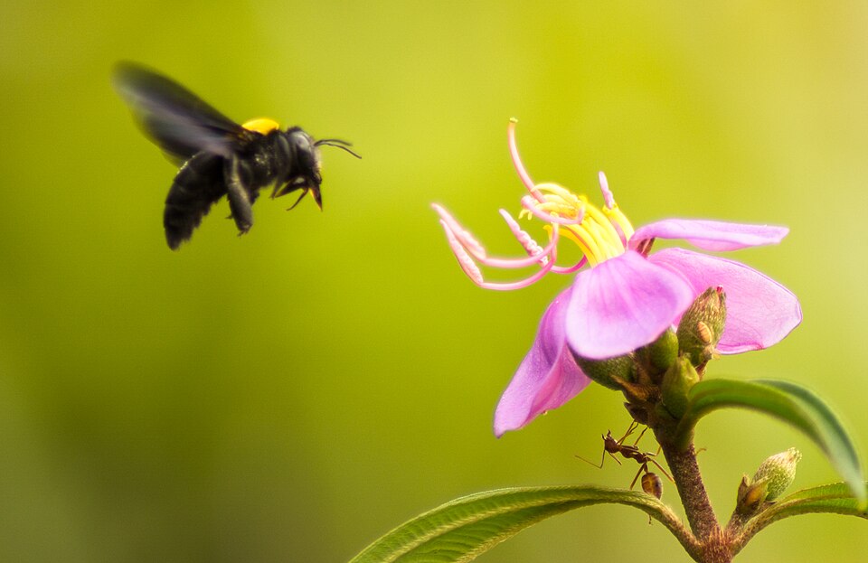 An ant, a bee and a flower.