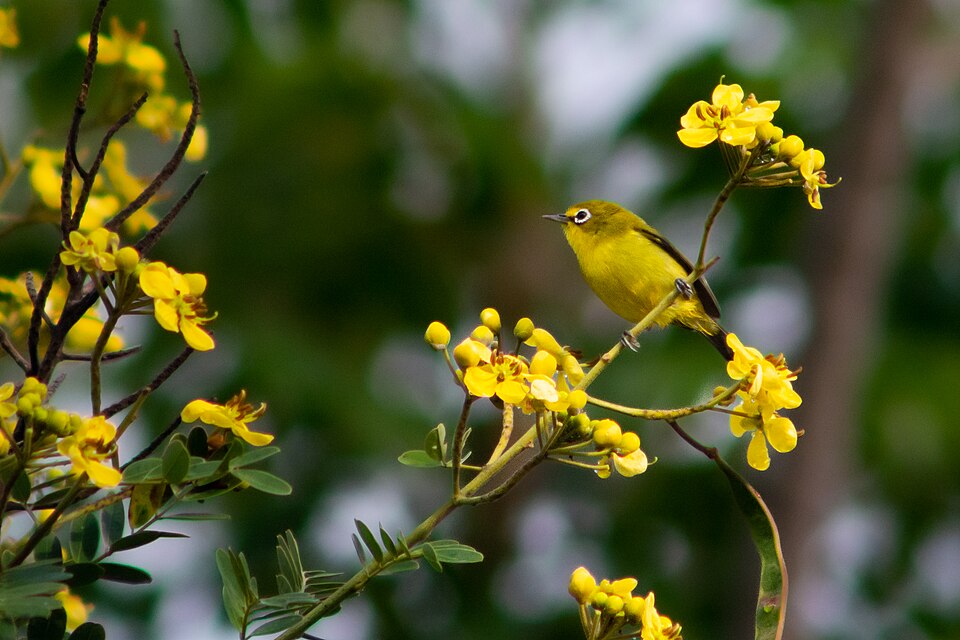 Lemon-bellied white-eye perched around cassia flowers