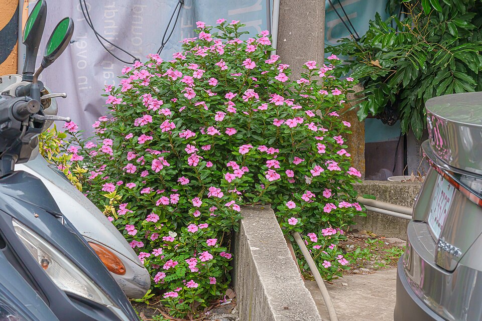One pink periwinkle lives under a utility pole
