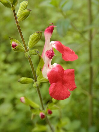 Fiori bianchi e rossi di Salvia greggii. Orti del Chiostro della Basilica di San Paolo fuori le Mura a Roma