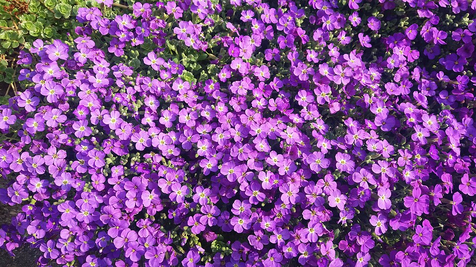 Blaukissen - Aubrieta