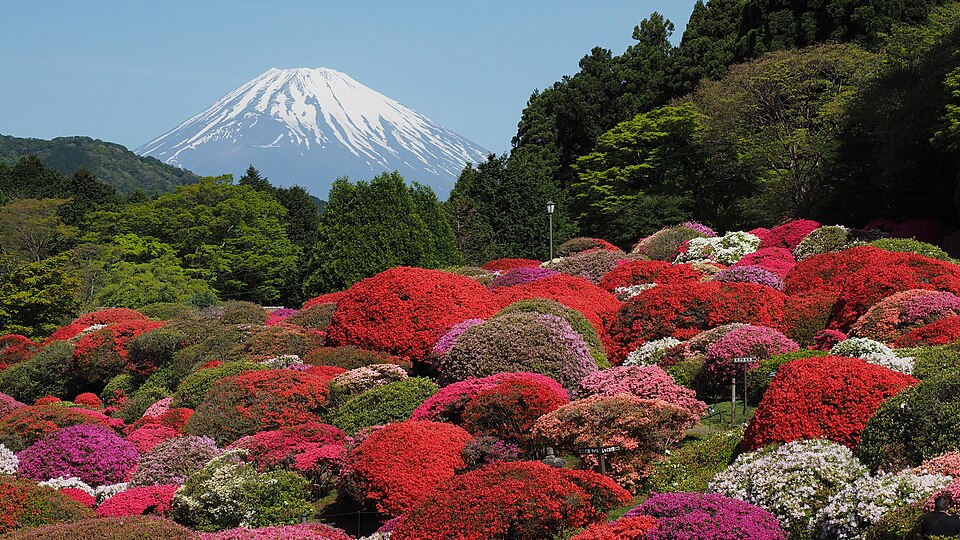 Rhododendron garden in Japan
