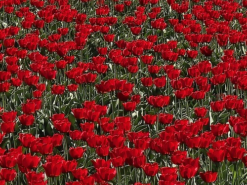 Tulpenblüte