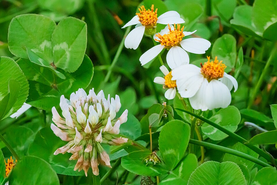 Both wild Flowers closeup , white clover and bidens alba