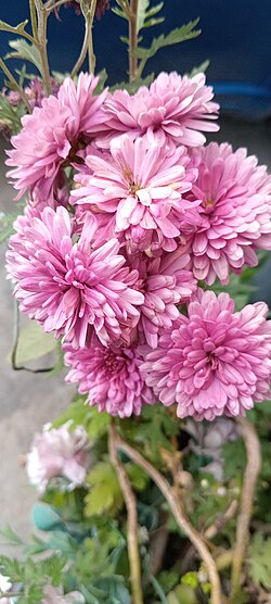 Chrysanthemum,Addis Ababa,Ethiopia