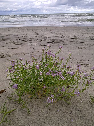Flowers on the beach