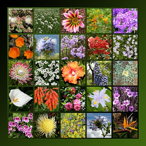 Flowers of Madeira