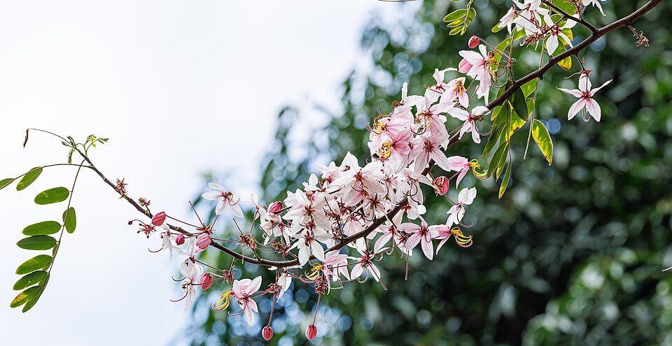 Cassia bakeriana in China