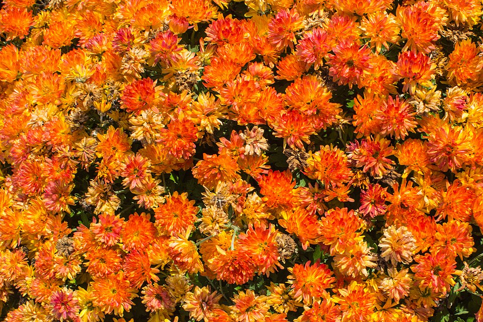Golden Mums