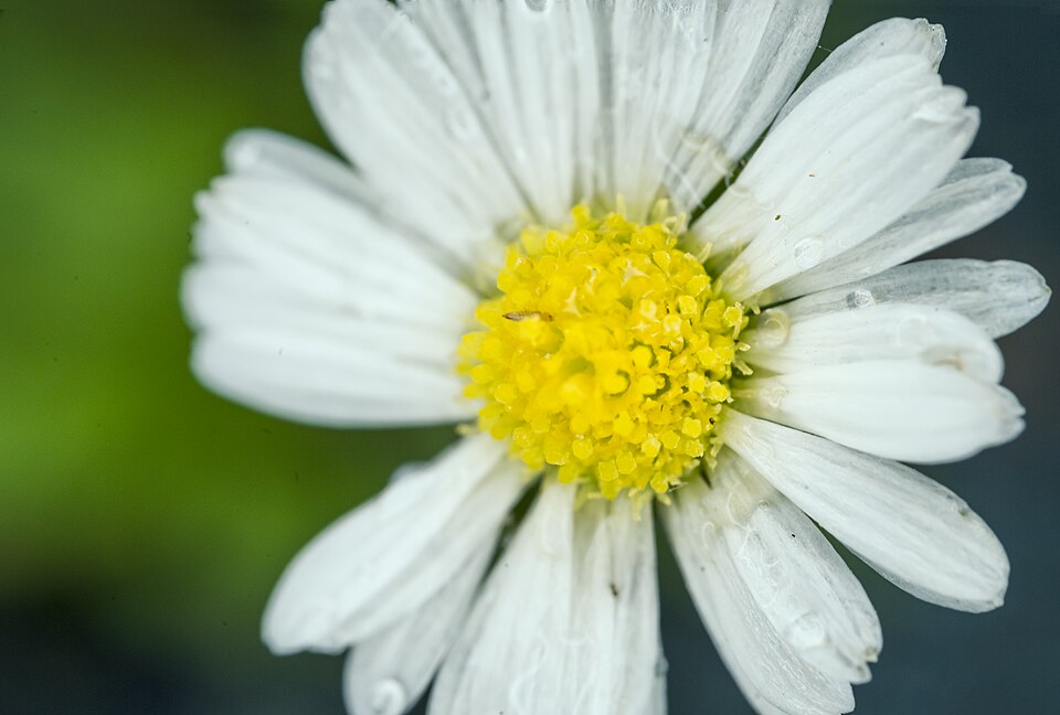 Macro shot of a daisy