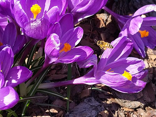 Purple Crocus & Honeybee (Apis mellifera)