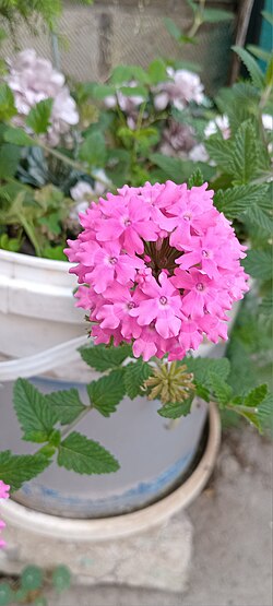 Verbena hybrida,Addis Ababa ,Ethiopia