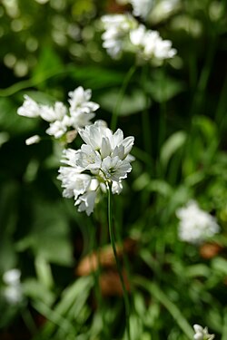 Allium Zebdanense in the botanical garden in Munich