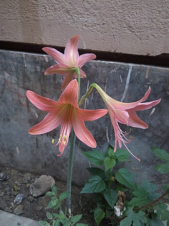 No leaves only flower!