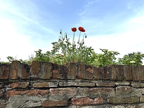 Two red poppies, Ferrara, Italy