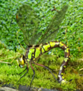Southern hawker ovipositing