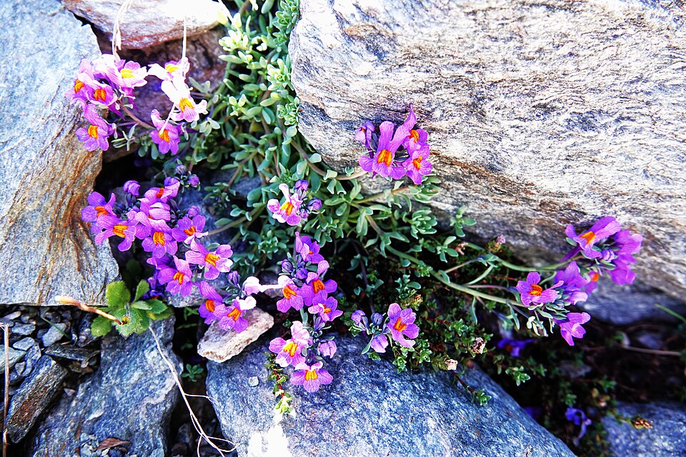 Linaria alpina in Vanoise National Park
