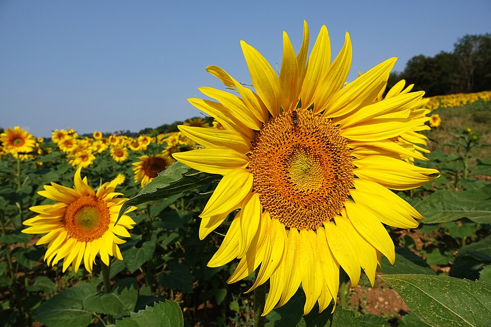 Sunflower field in Burgundy