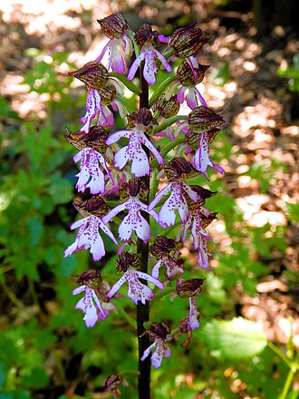 Piante di Orchidea maggiore nel Parco urbano di Villa Ada a Roma