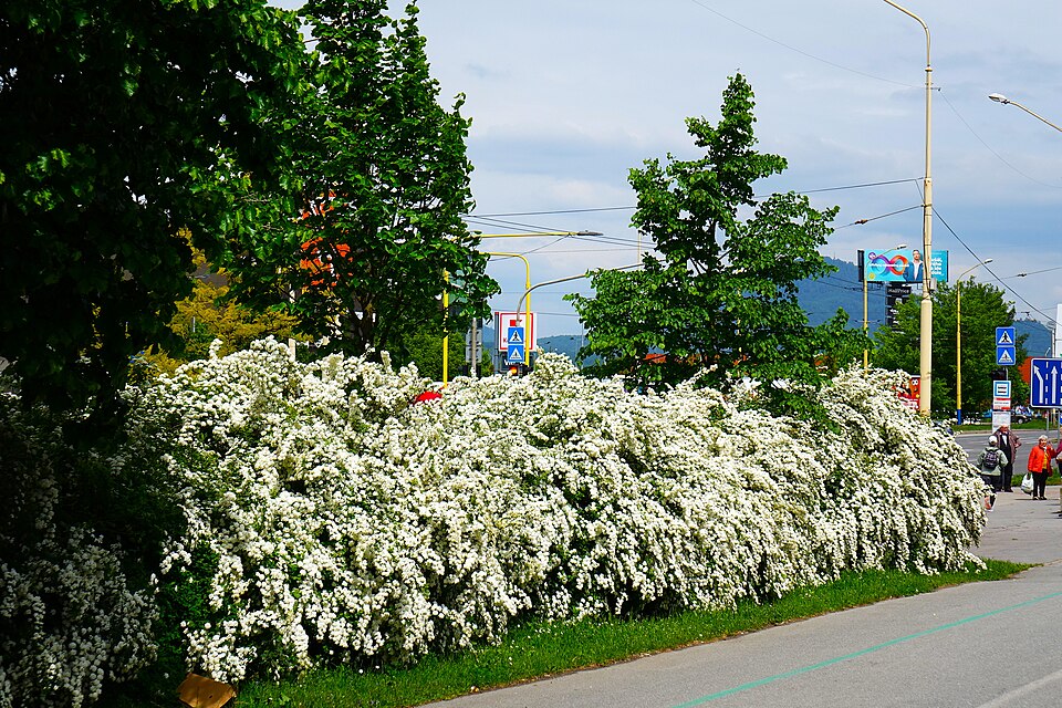 Dwarf Garland Spirea. Slovakia