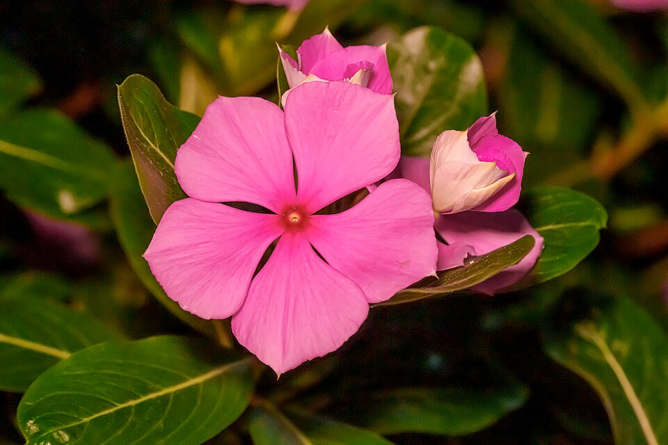 Flower close-up of the pink periwinkle at night