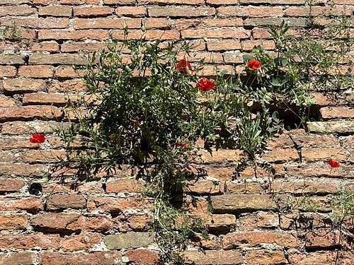 Red poppies on the walls of Ferrara, Italy