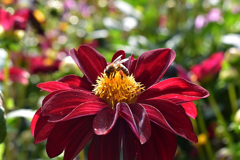 Bee on Dahlia flower
