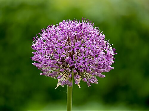 Blossom of an ornamental leek with water droplets