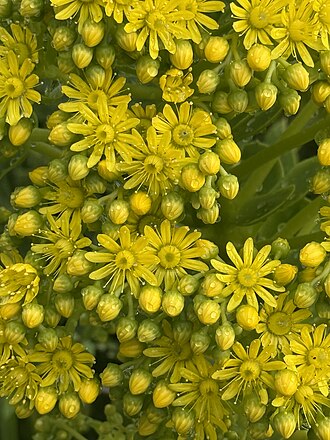 Aeonium Flowers