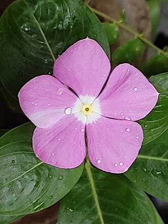 Barmasi (Catharanthus roseus) (periwinkle)