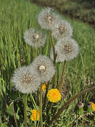 Löwenzahnblüten in verschiedenen Stadien