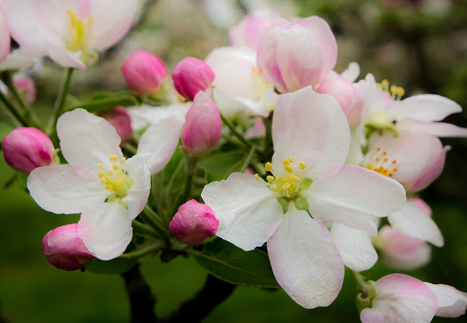 AppleBlossoms
