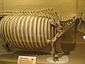 Teleoceras chest