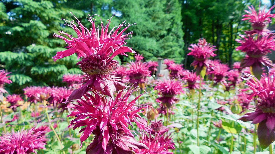 Monarda didyma (Bee Balm) in Vermont