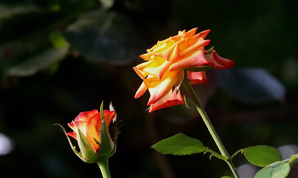 Bi-colored roses in our garden Tamilnadu India