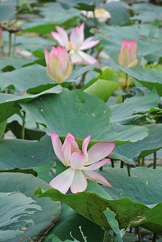 Water lilies at the lake