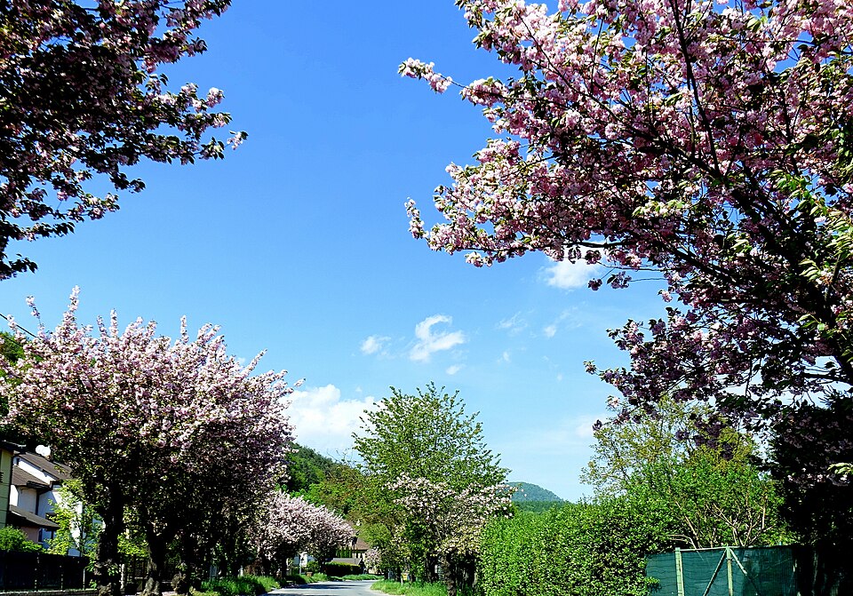 Cherry blossoms. Šidlovec district, Jánošíkova street. City of Prešov. Slovakia.